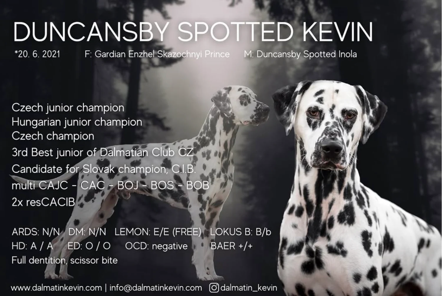 Prezentační profil Duncansby Spotted Kevin